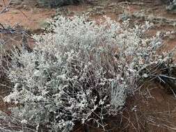 Eriogonum leptocladon var. ramosissimum (Eastwood) Reveal resmi