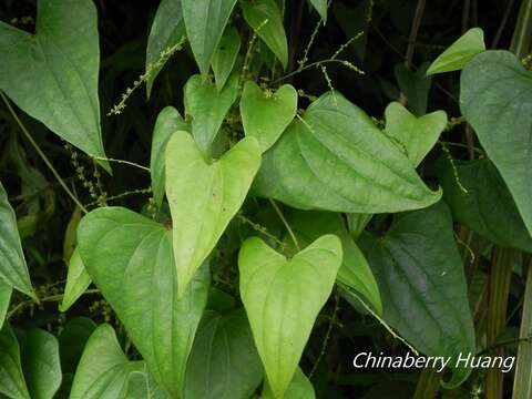 صورة Dioscorea collettii Hook. fil.