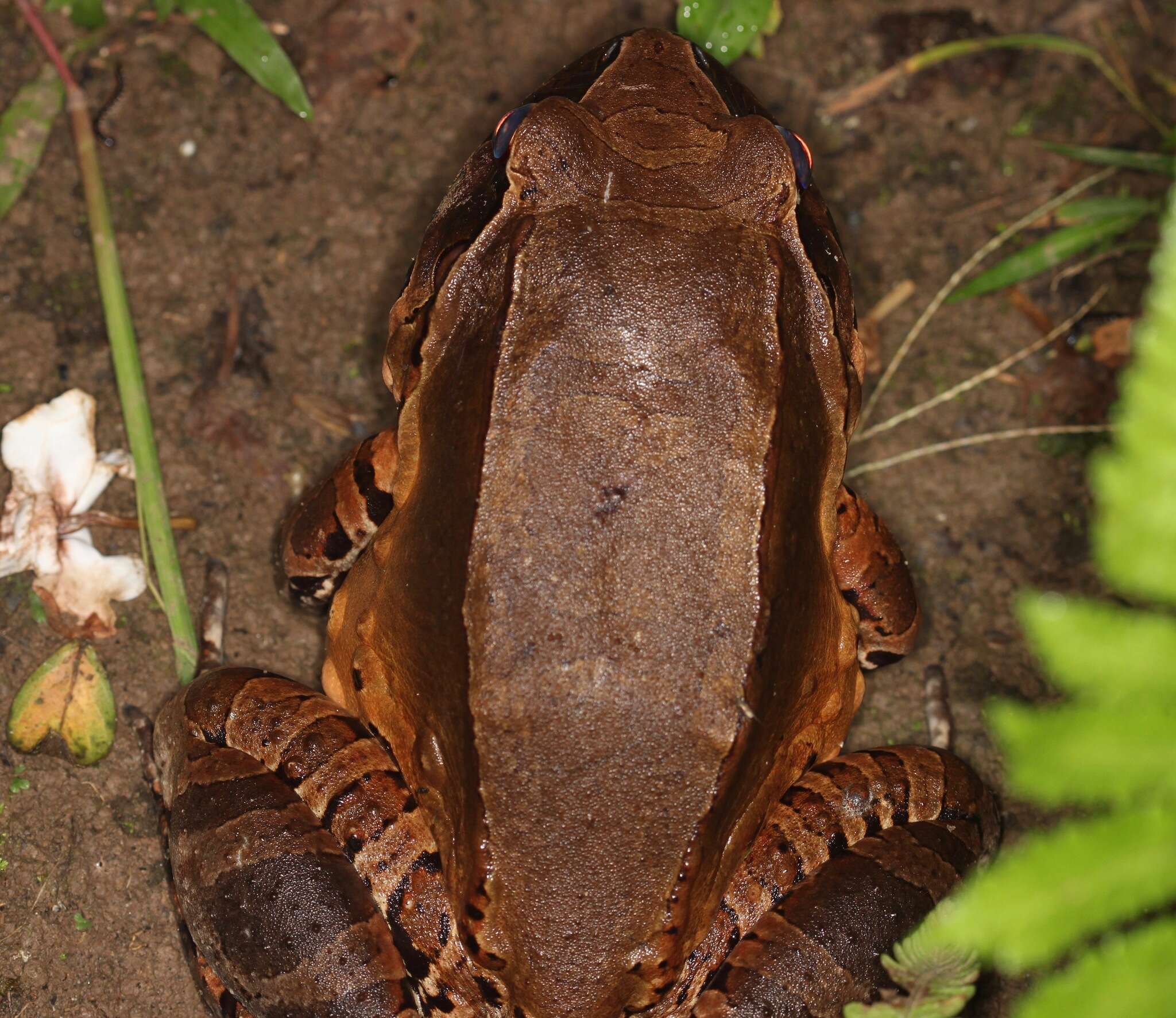 صورة Leptodactylus pentadactylus (Laurenti 1768)