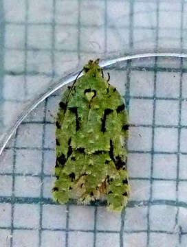 Image of Acleris literana Linnaeus 1758