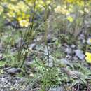 Image de Heliophila pectinata Burch. ex DC.