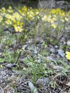 Image de Heliophila pectinata Burch. ex DC.