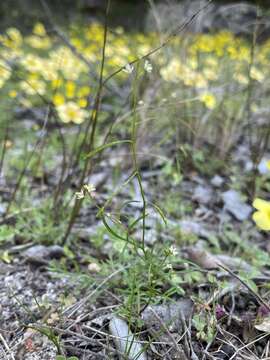 Image of Heliophila pectinata Burch. ex DC.