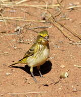 Image of Crithagra flaviventris damarensis (Roberts 1922)