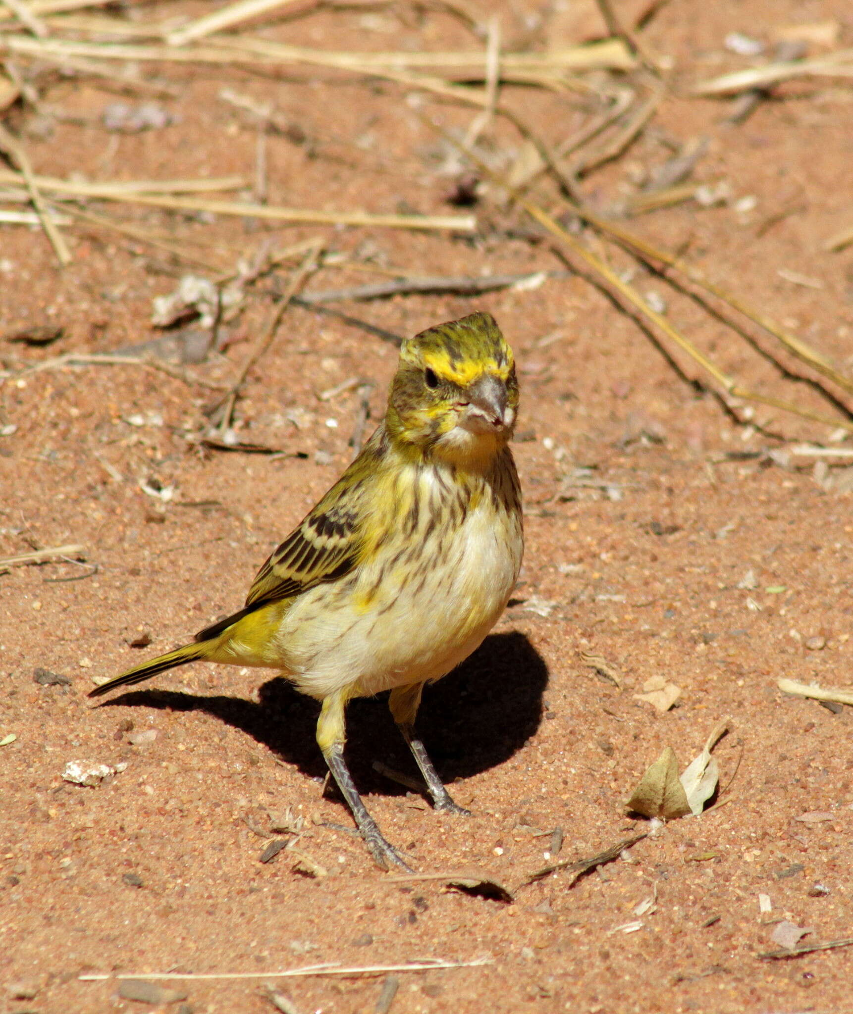 Image of Crithagra flaviventris damarensis (Roberts 1922)