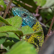 Image of Iberian Emerald Lizard