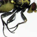 Image of Liriomyza watti Spencer 1976