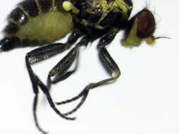 Image of Liriomyza watti Spencer 1976
