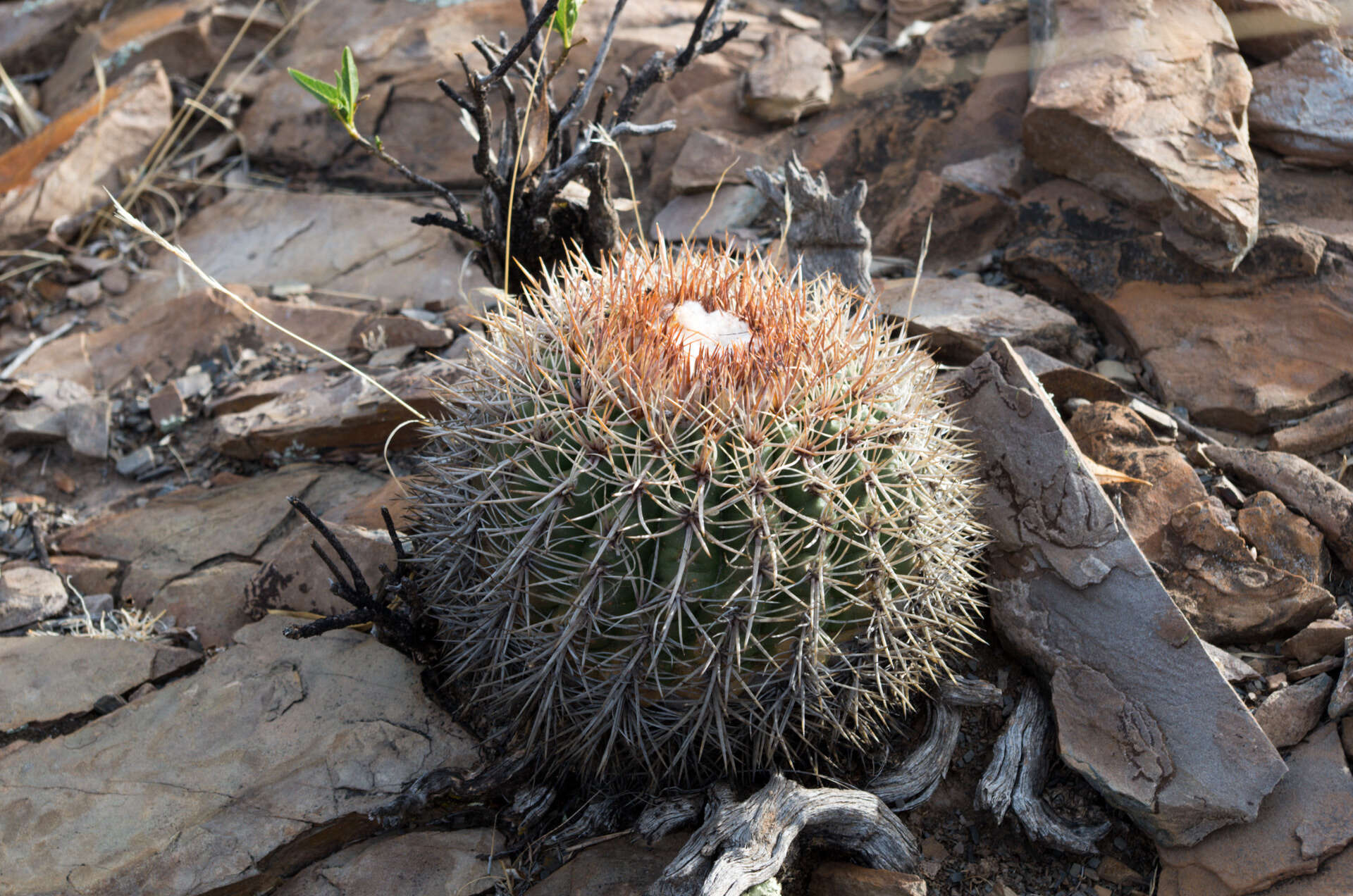 Plancia ëd <i>Parodia hegeri</i> Diers, Krahn & Beckert