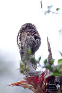 Image of Andean Potoo