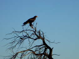 Image of Wedge-tailed Eagle