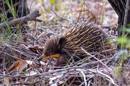 Sivun Tachyglossus aculeatus aculeatus (Shaw 1792) kuva