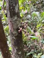 Image of Pseuduvaria froggattii (F. Muell.) Jessup