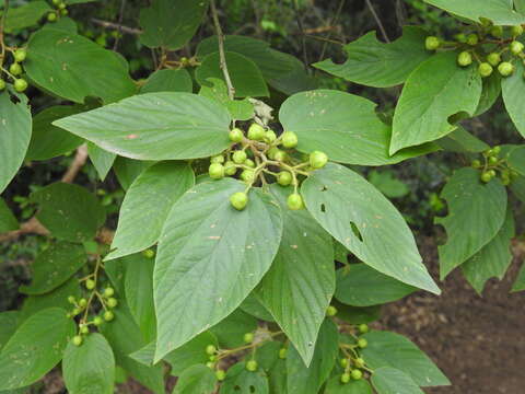 Image of Sierra nakedwood