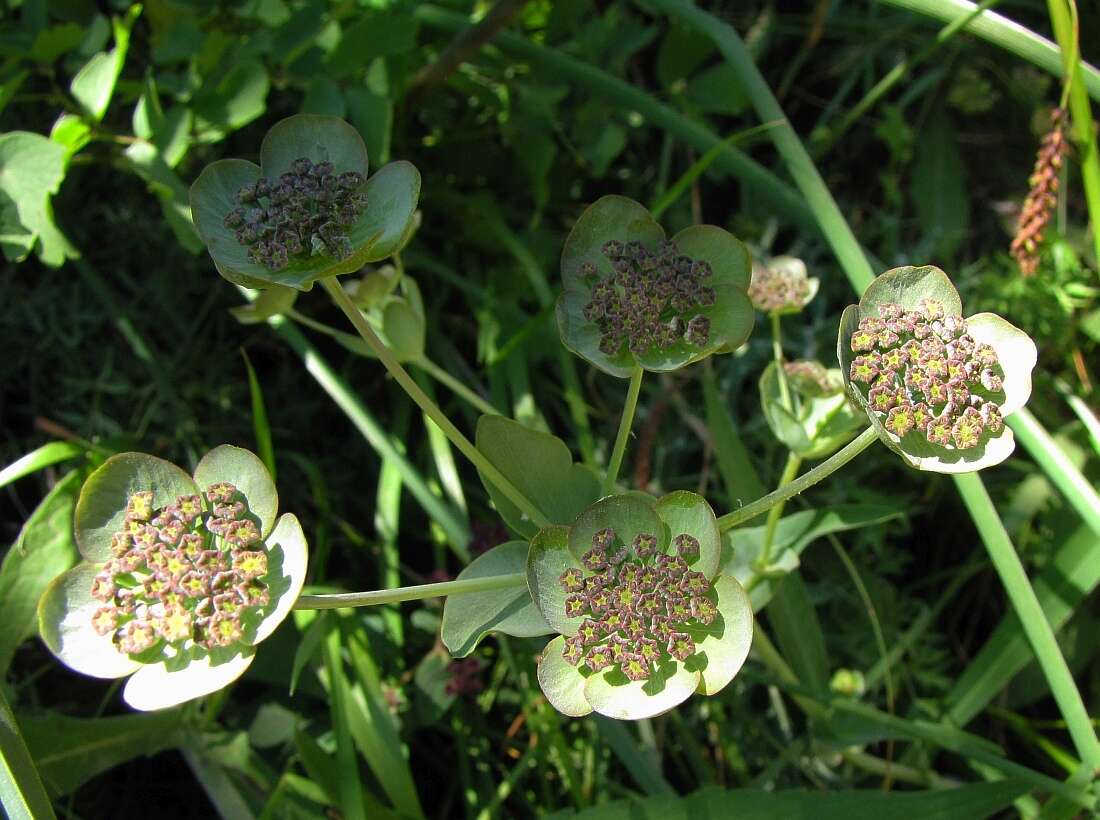 Bupleurum angulosum L. resmi