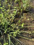 Image of Lindernia rotundifolia (L.) Alston