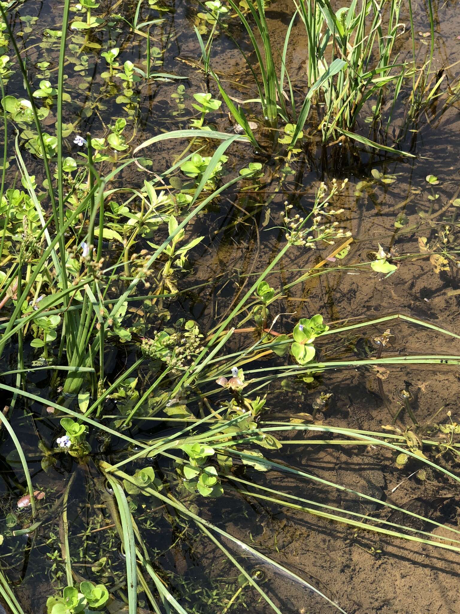 Image of Lindernia rotundifolia (L.) Alston