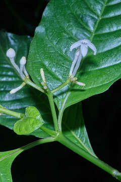 صورة Palicourea domingensis (Jacq.) DC.