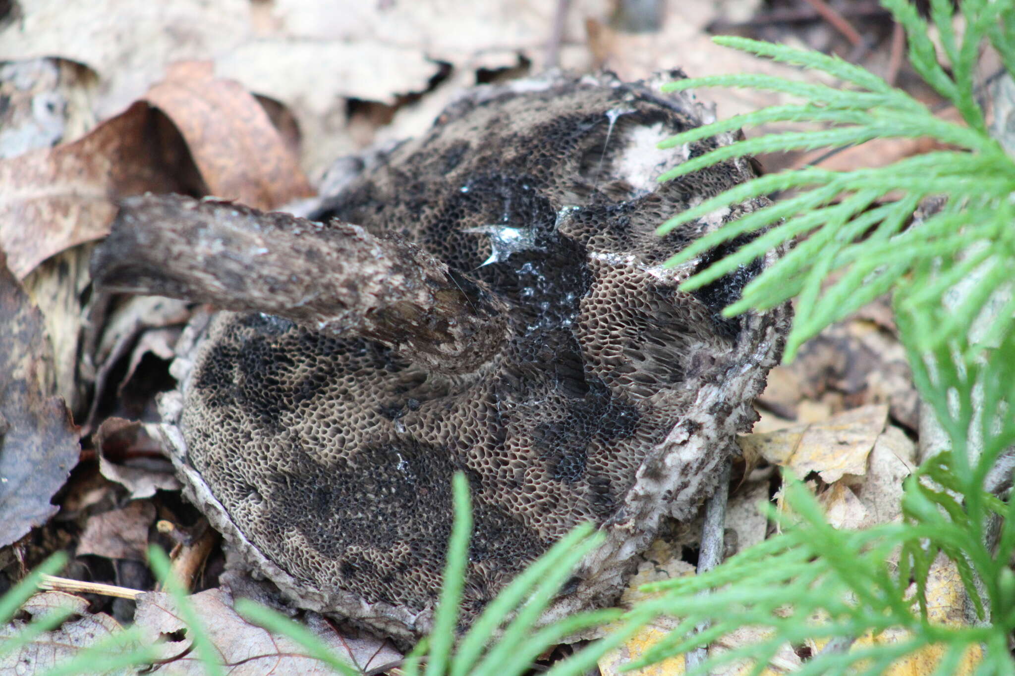 Слика од Strobilomyces confusus Singer 1945