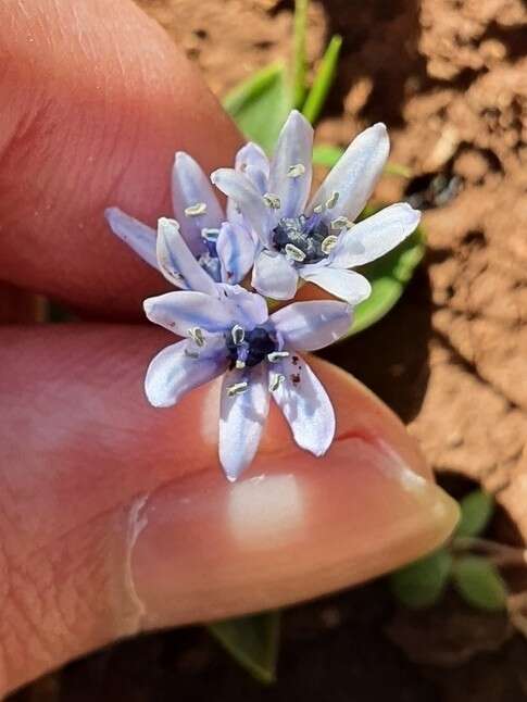 Image of Hyacinthoides lingulata (Poir.) Rothm.