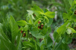 Cerinthe glabra Miller resmi