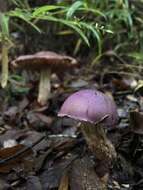 Image of Cortinarius lebre Garrido 1988