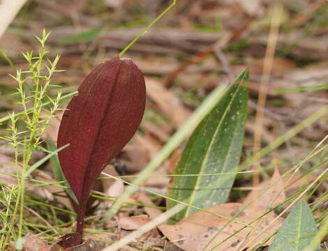 Image of Small tongue orchid