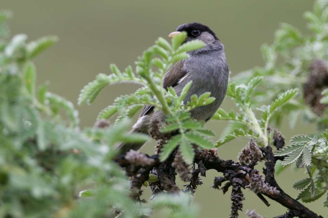 Image of Sylvia nigricapilla (Vieillot 1818)