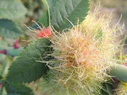 Image of Mossy Rose Gall Wasp