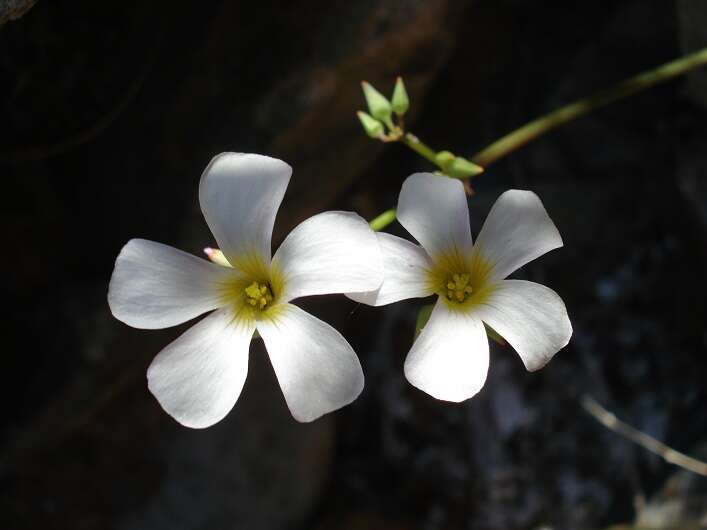 Plancia ëd Oxalis rubricallosa Oberl., Dreyer & Roets