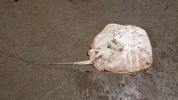 Image of Bennett's stingray