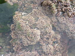 Image of Corallina officinalis var. chilensis
