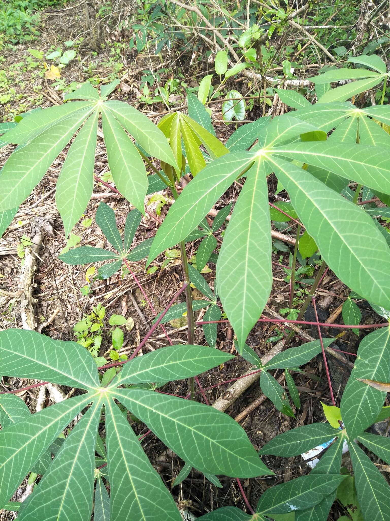 Image of cassava