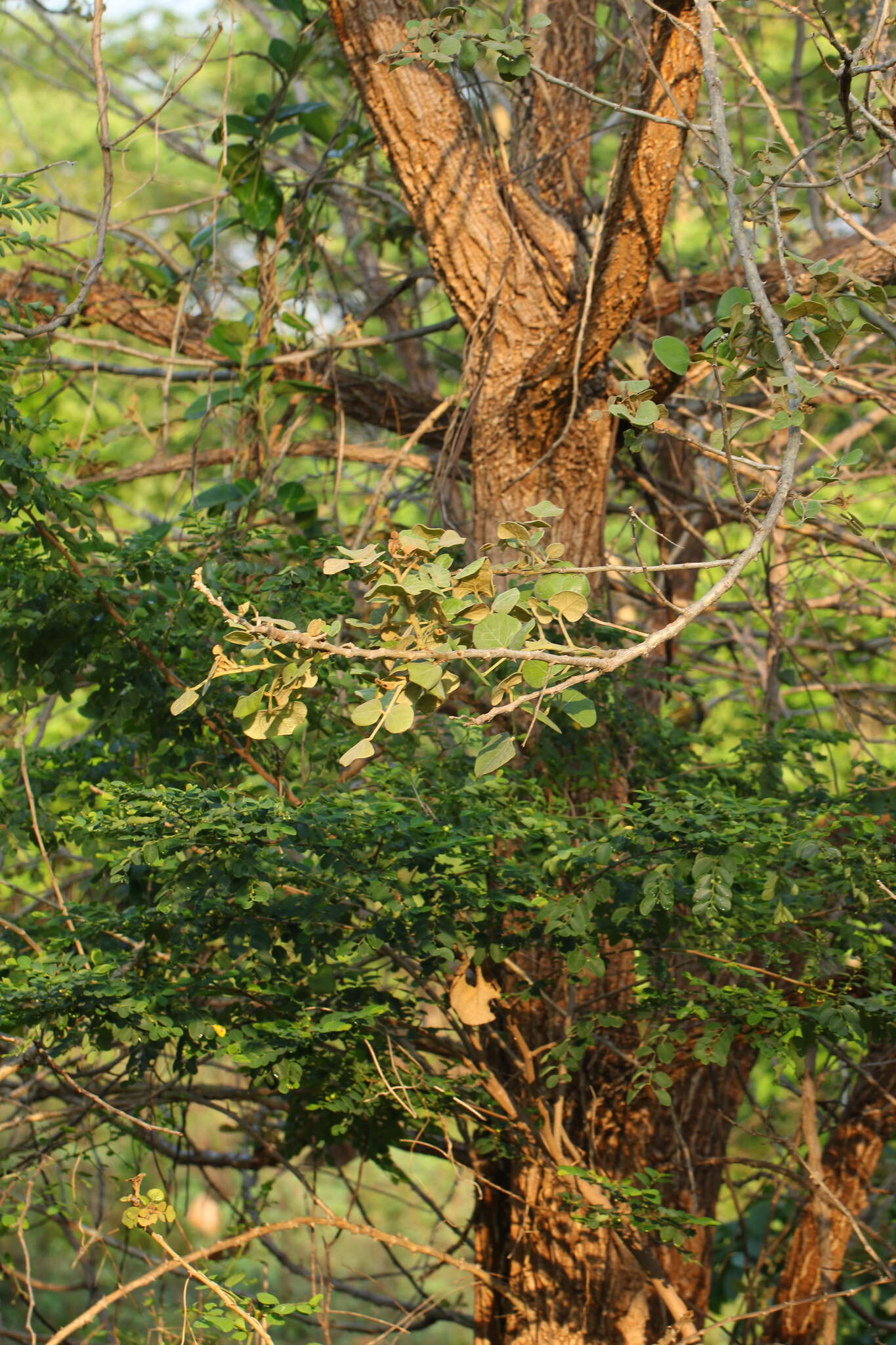 Image of Erythrina suberosa Roxb.