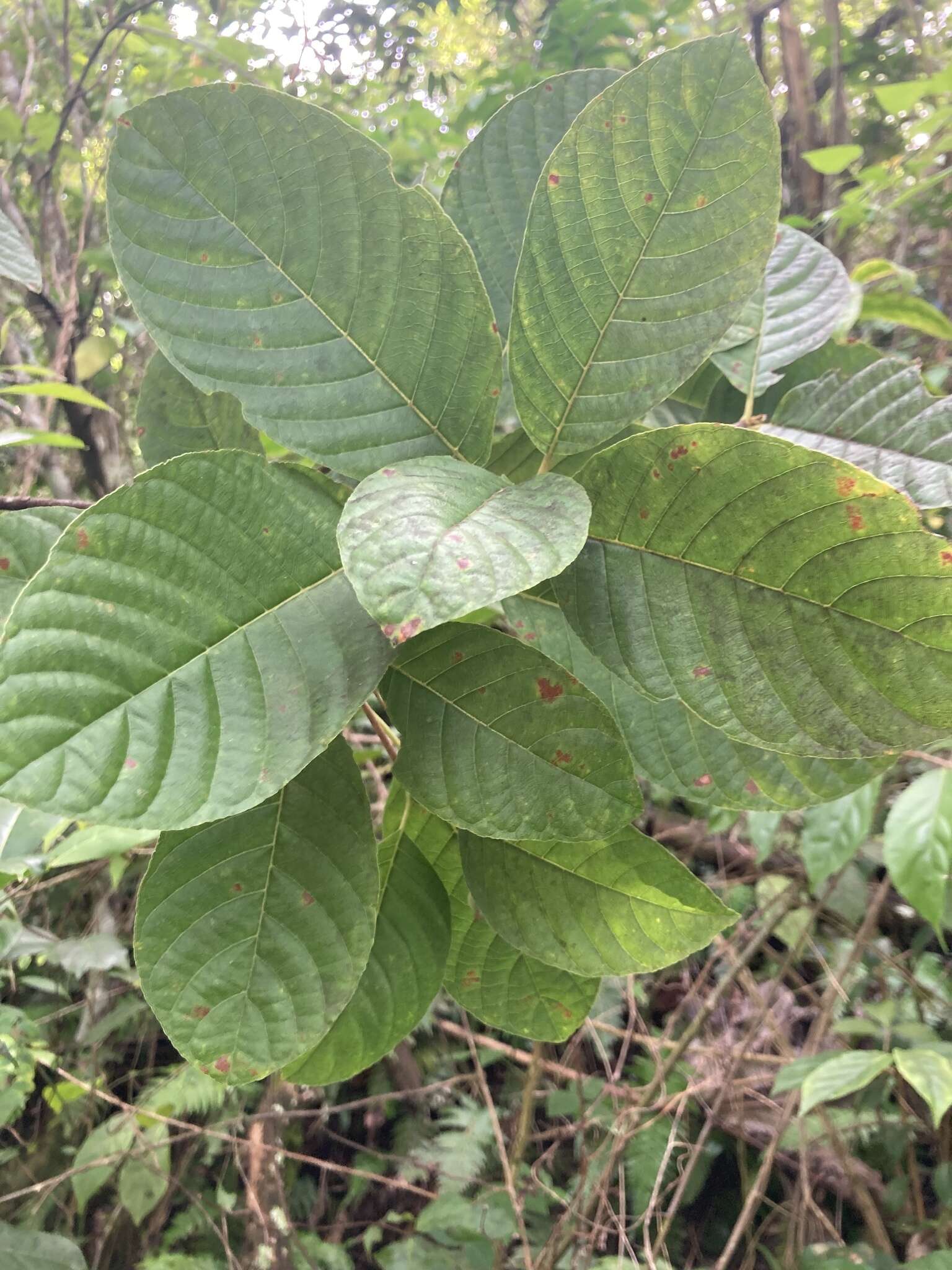 Image de Guettarda ovalifolia Urb.