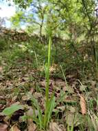 Image of Dactylorhiza romana subsp. guimaraesii (E. G. Camus) H. A. Pedersen