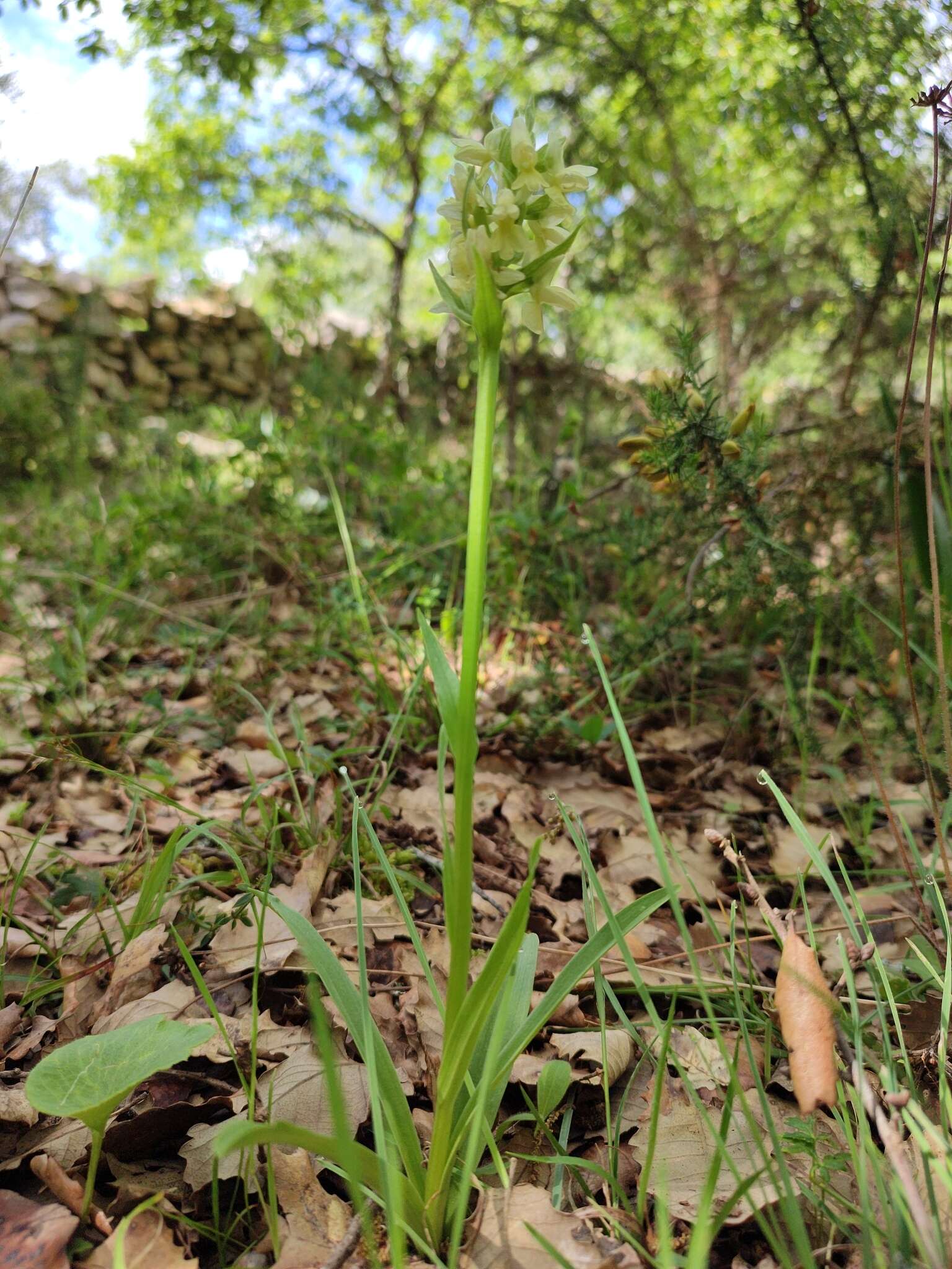 Image de Dactylorhiza romana subsp. guimaraesii (E. G. Camus) H. A. Pedersen