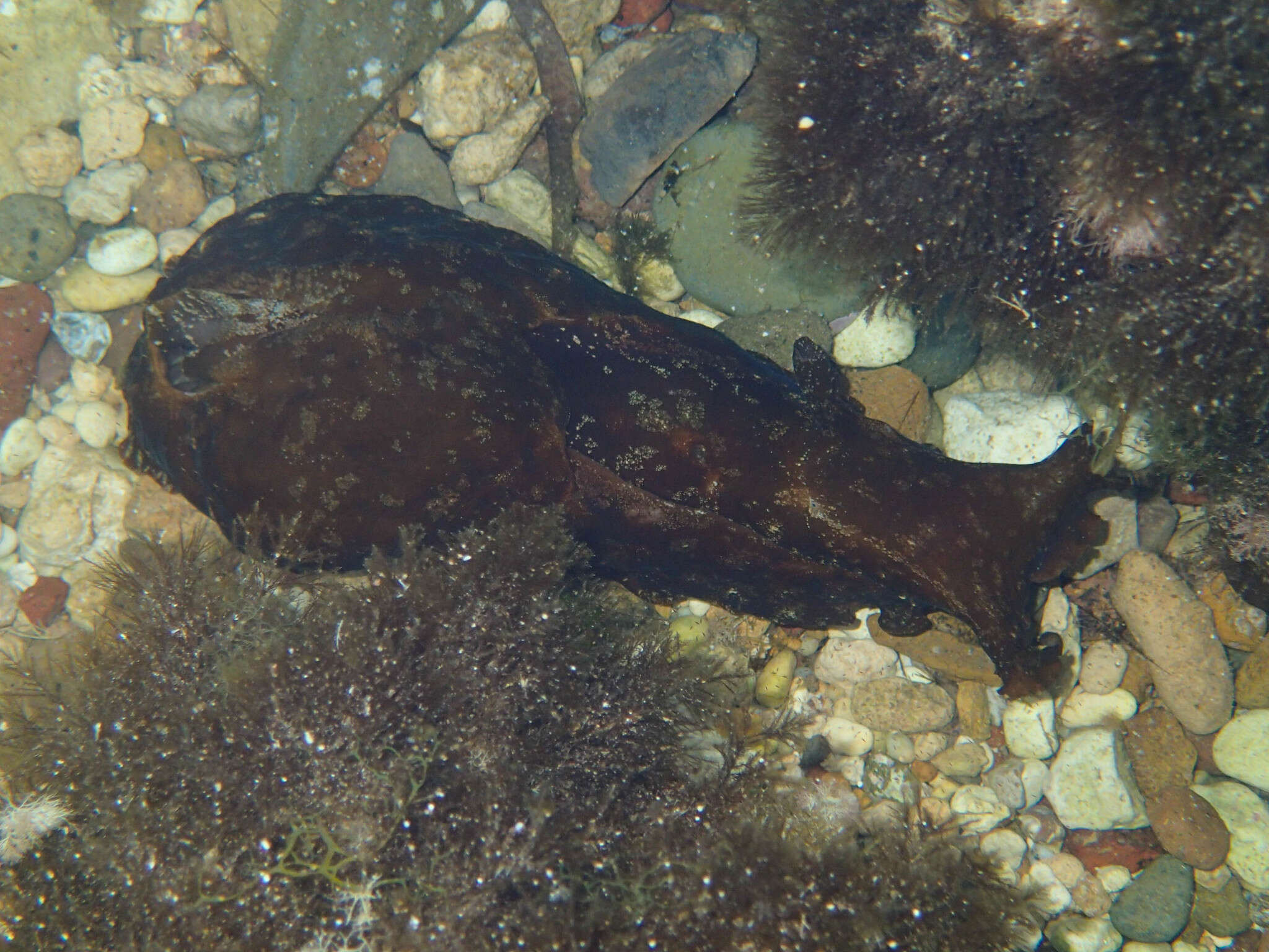 Image of spotted sea hare