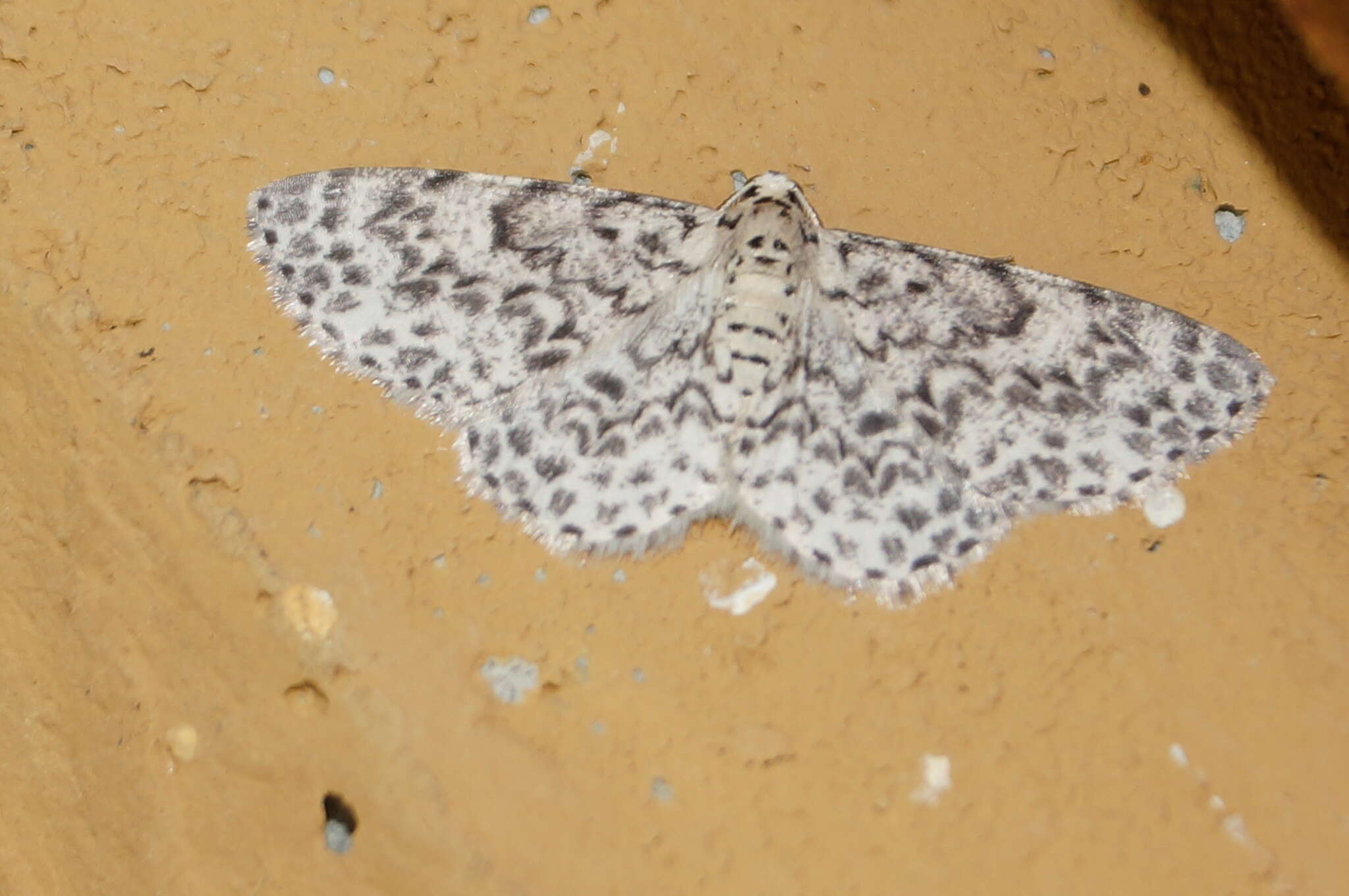 Image of Hymenomima umbelularia Hübner 1825