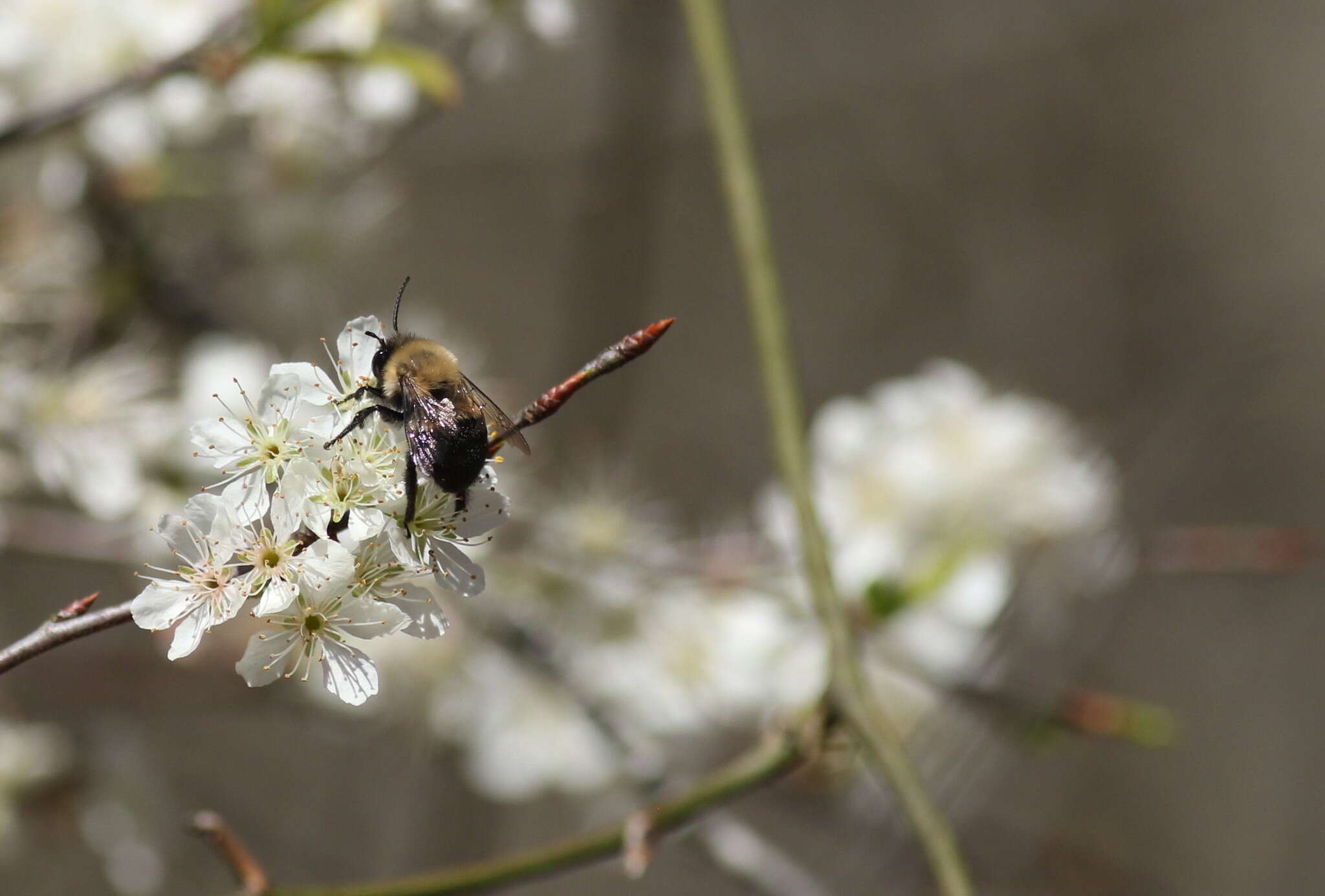 Image of Blueberry Habropoda