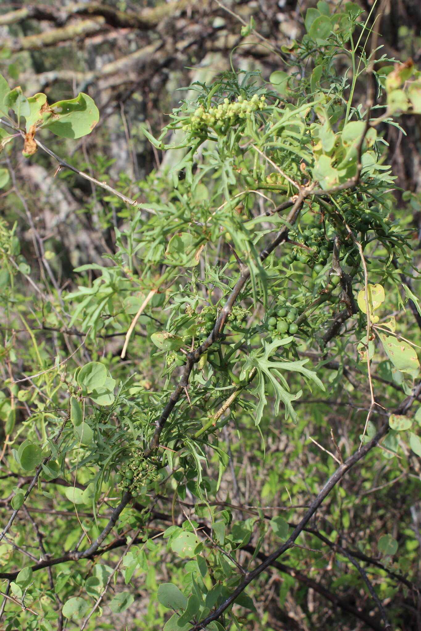 Image of Cissus tiliacea Kunth