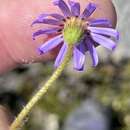 Image of Zyrphelis ciliaris subsp. ciliaris