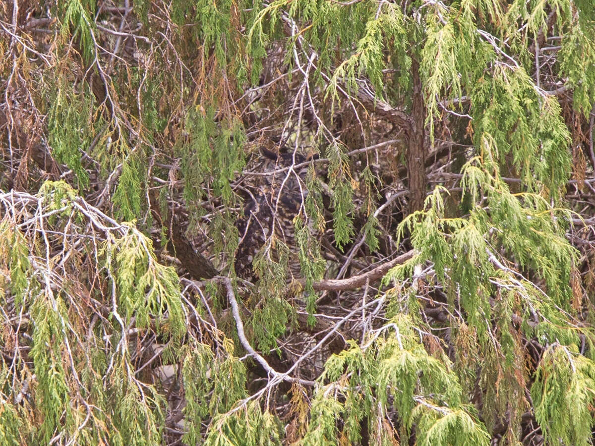 Image of Cape Eagle Owl