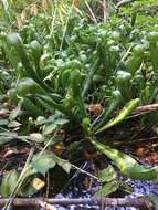 Image of California Pitcher Plant