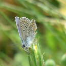 Image of Polyommatus thersites (Cantener 1835)