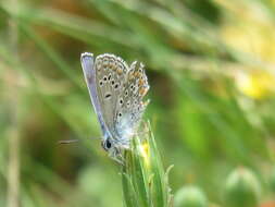 Image of Polyommatus thersites (Cantener 1835)