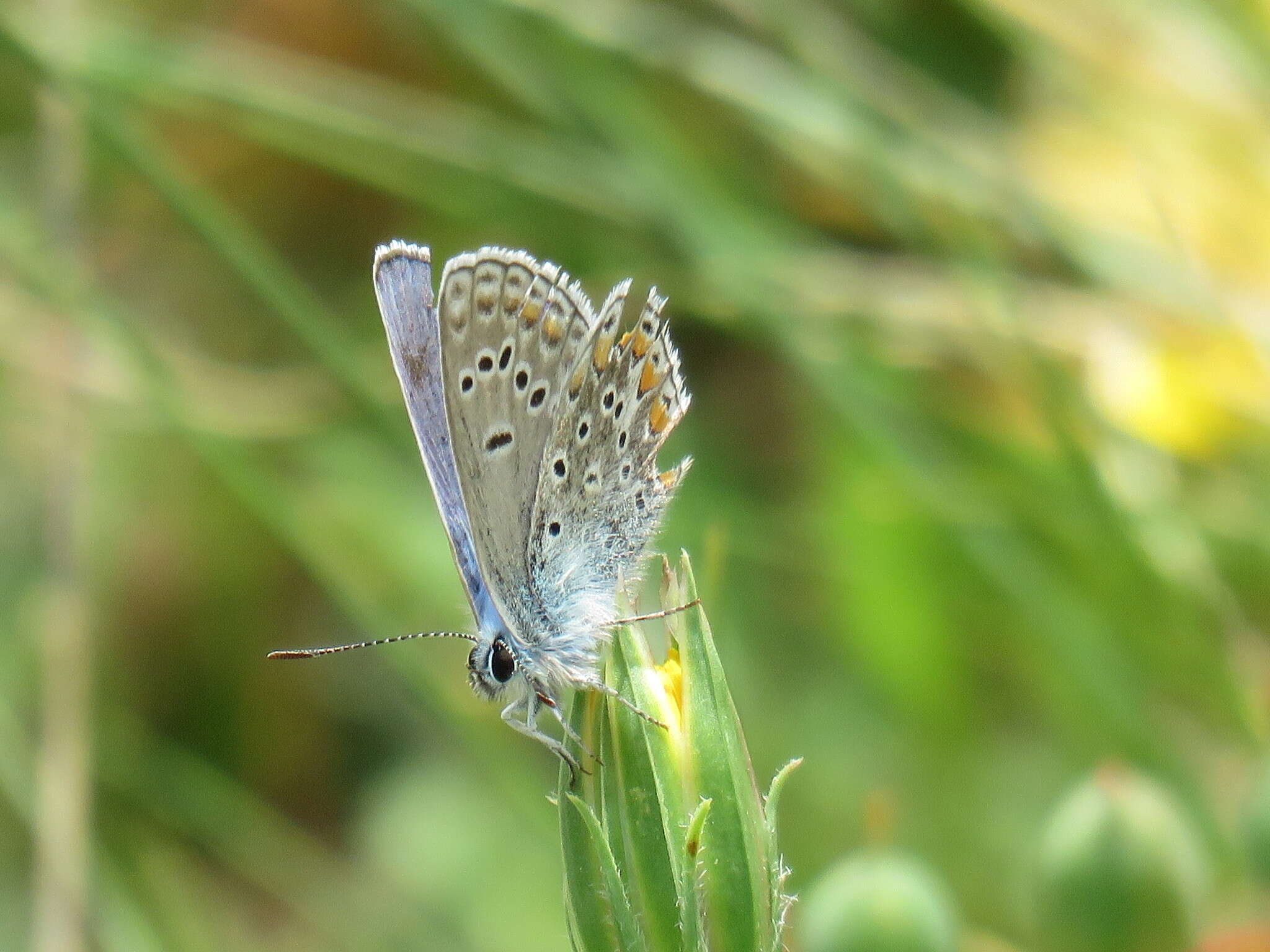 Image of Polyommatus thersites (Cantener 1835)