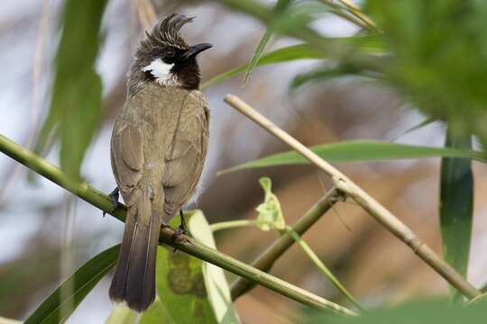 Image of Himalayan Bulbul