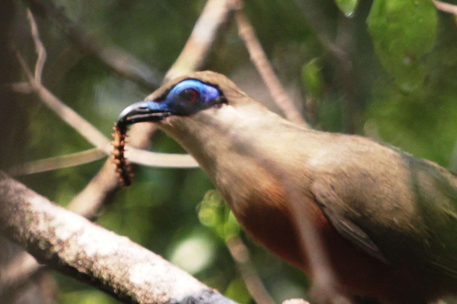 Image of Coquerel's Coua