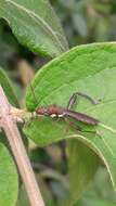 Image of Texas Bow-legged Bug